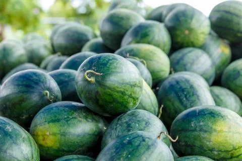 Watermelon Stock Photos