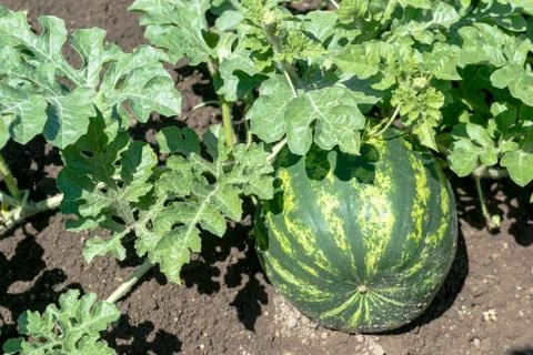 Watermelon Stock Photos