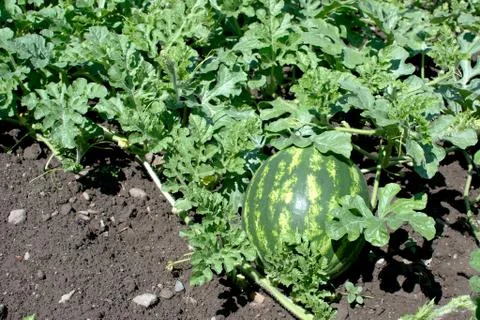Watermelon Stock Photos