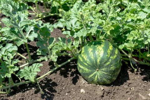 Watermelon Stock Photos