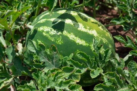 Watermelon Stock Photos