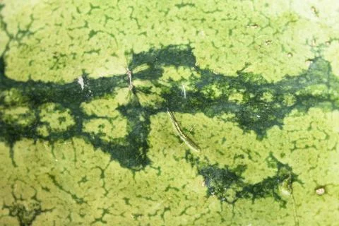 Watermelon Stock Photos