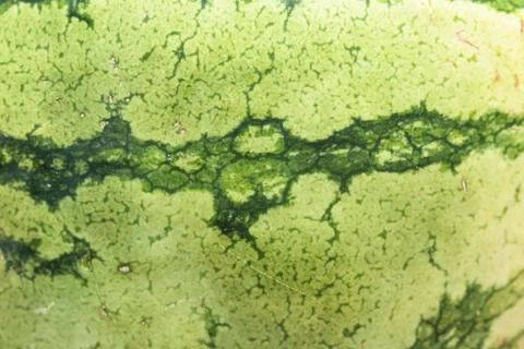 Watermelon Stock Photos