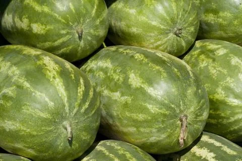 Watermelon Stock Photos