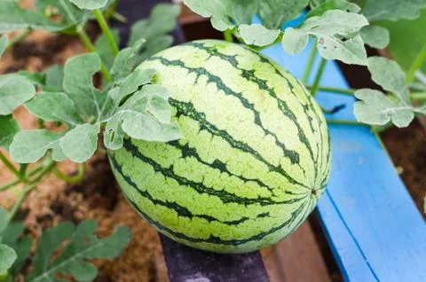 Watermelon Stock Photos