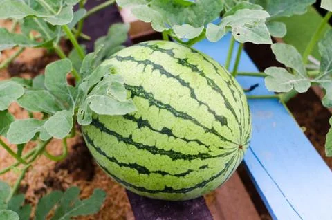 Watermelon Stock Photos