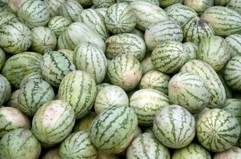 Watermelon Stock Photos