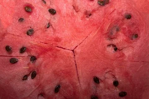 Watermelon Stock Photos