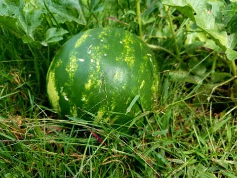 Watermelon Stock Photos