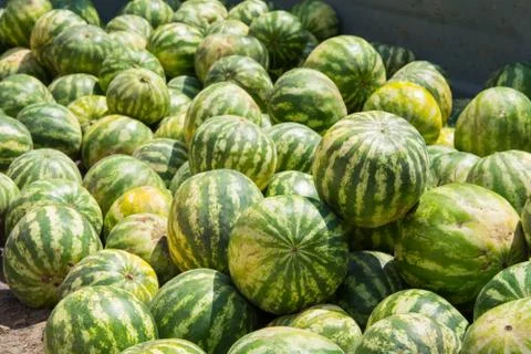 Watermelon Stock Photos