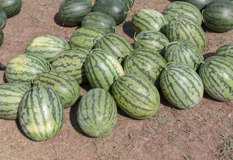 Watermelon Stock Photos
