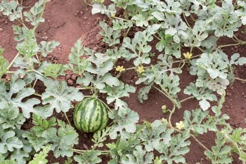 Watermelon Stock Photos