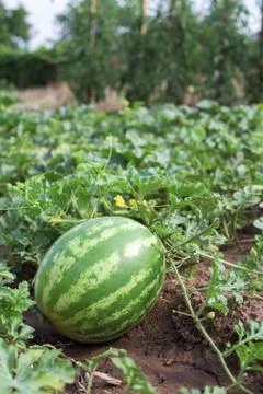 Watermelon Stock Photos