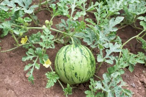 Watermelon Stock Photos