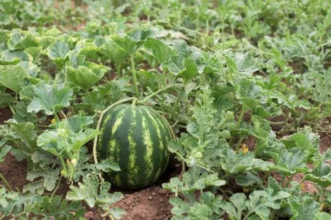 Watermelon Foto stock