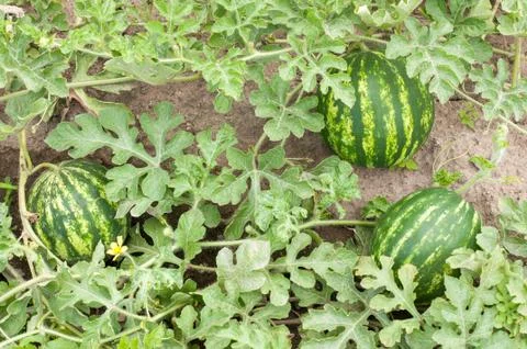Watermelon Stock Photos