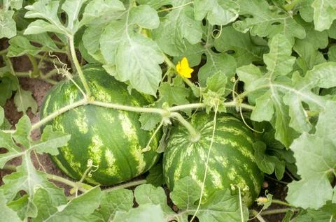 Watermelon Stock Photos