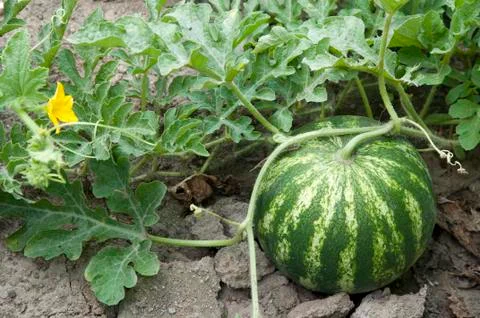 Watermelon Stock Photos