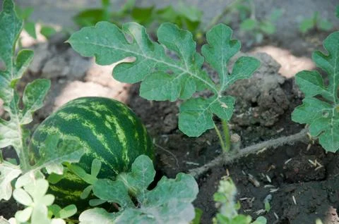 Watermelon Stock Photos