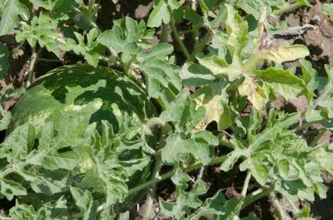 Watermelon Stock Photos