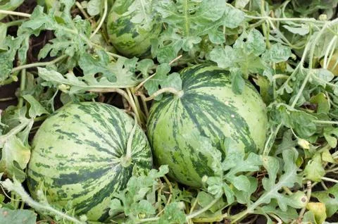 Watermelon Stock Photos