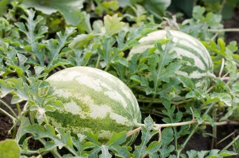 Watermelon Stock Photos
