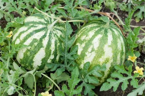 Watermelon Stock Photos