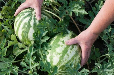 Watermelon Foto stock