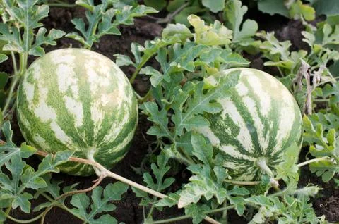 Watermelon Stock Photos