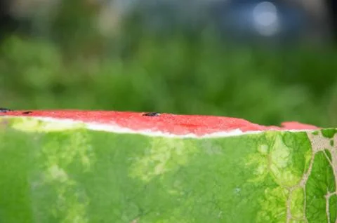 Watermelon Stock Photos