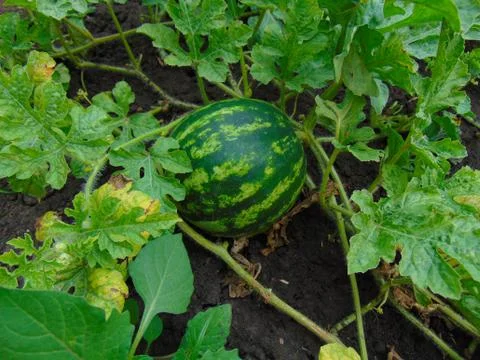 Watermelon Stock Photos
