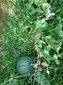 Watermelon Fotos de archivo