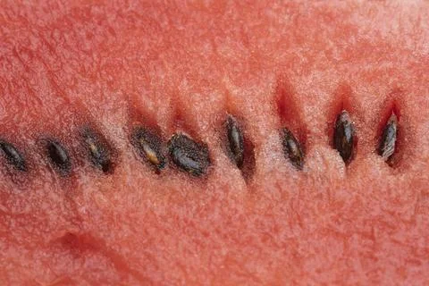 Watermelon Stock Photos