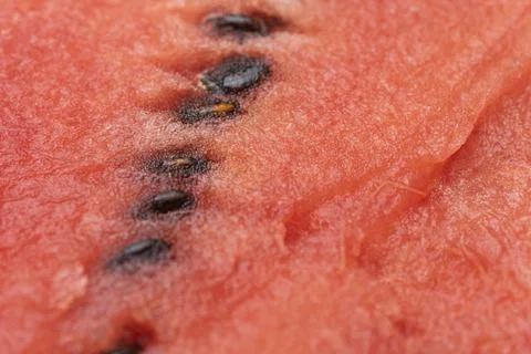 Watermelon Stock Photos