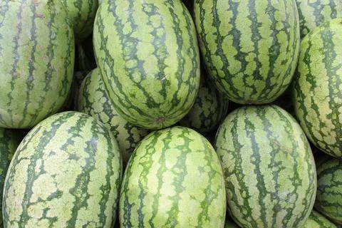 Watermelon Stock Photos