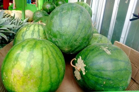 The watermelon Stock Photos