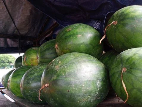 Watermelon Stock Photos