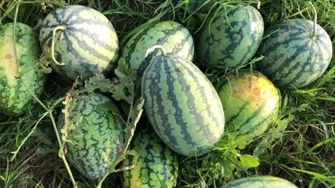 Watermelon Picking in Field Fresh Melon Harvest and Hand Display  Natural Stock Footage 322640547