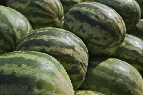 Watermelon pile Stock Photos