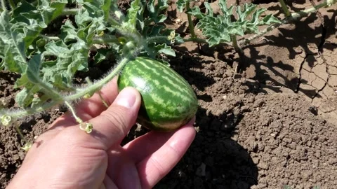 Watermelon plant and tiny watermelon on it, Stock Footage 160193752