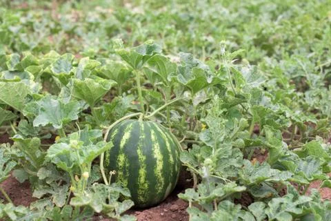 Watermelon plant in a garden Stock Photos