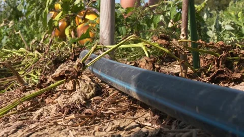 Watermelon Plants Growing in Summer Field Stock-Footage 344169098