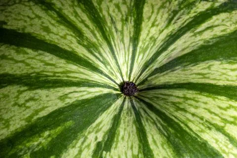 Watermelon rind surface closeup with stem scar radial pattern Stock Photos
