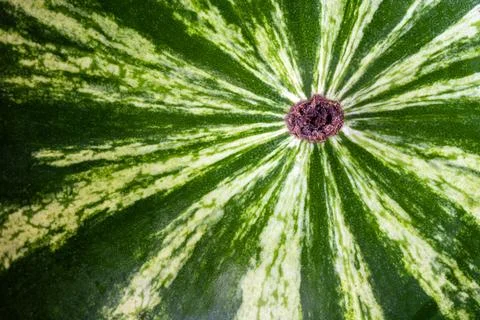 Watermelon rind surface closeup with stem scar radial pattern Stock Photos