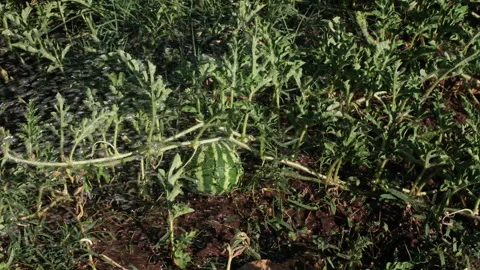 Watermelon ripening in farm Stock Footage 300331900