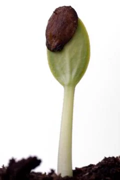 Watermelon seed sprouting Stock Photos