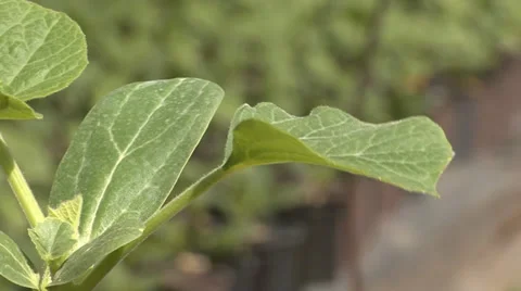 Watermelon seedling close up Stock Footage 39660847
