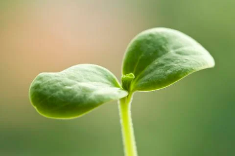 Watermelon seedling Stock Photos