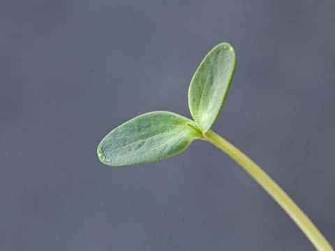 Watermelon Seedling Stock Photos