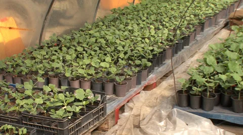 Watermelon seedlings bedding plants Stock-Footage 39660582